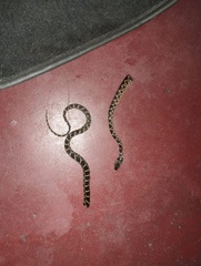 Leptodeira ashmeadii