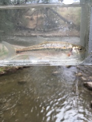 Richardsonius balteatus