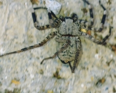 Selenops mexicanus