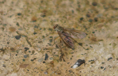Rhagionidae