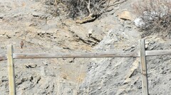 Leucosticte atrata
