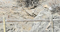 Leucosticte atrata