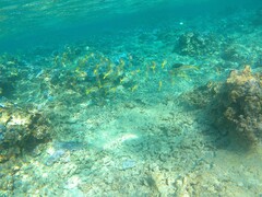 Mulloidichthys vanicolensis