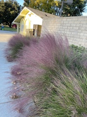 Muhlenbergia capillaris