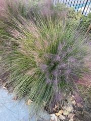 Muhlenbergia capillaris
