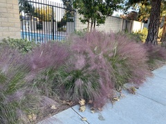 Muhlenbergia capillaris