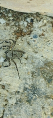 Selenops mexicanus