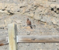 Leucosticte tephrocotis