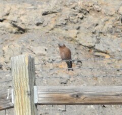 Leucosticte tephrocotis