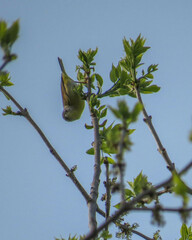 Leiothlypis ruficapilla