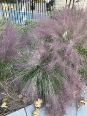 Muhlenbergia capillaris