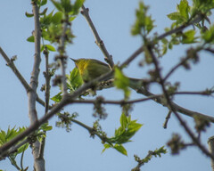 Leiothlypis ruficapilla