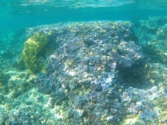Montipora flabellata