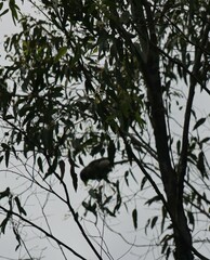 Manorina melanocephala