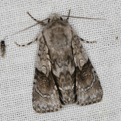 Turnerinycta phaeocosma