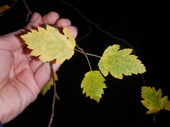 Eriolobus florentinus