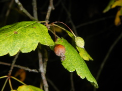 Eriolobus florentinus