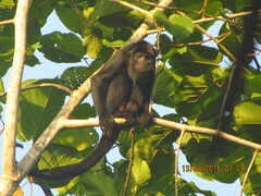 Alouatta belzebul