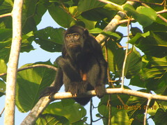 Alouatta belzebul