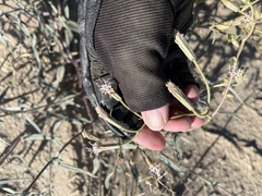 Palafoxia arida arida