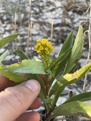 Solidago multiradiata