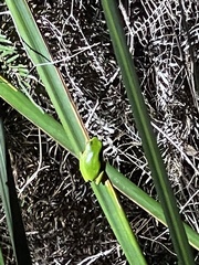 Ranoidea phyllochroa