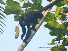 Alouatta belzebul
