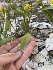 Solidago multiradiata