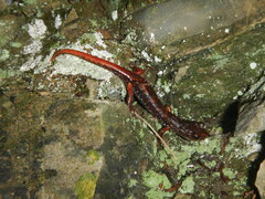 Speleomantes italicus