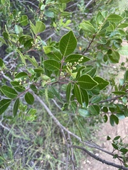 Rhus virens
