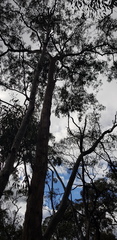 Eucalyptus melliodora