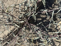 Palafoxia arida arida