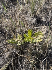 Asclepias viridiflora