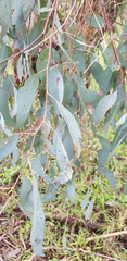 Eucalyptus melliodora