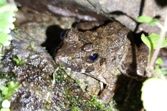 Limnonectes microdiscus
