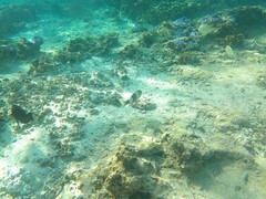 Parupeneus multifasciatus