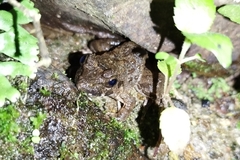 Limnonectes microdiscus