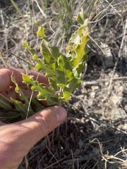 Asclepias viridiflora