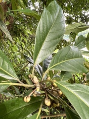 Lindera megaphylla