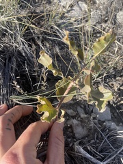 Asclepias viridiflora