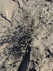 Palafoxia arida arida