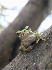 Hyla japonica