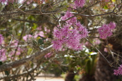 Chionanthus pubescens