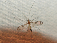 Macrocera