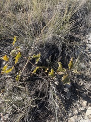 Asclepias viridiflora