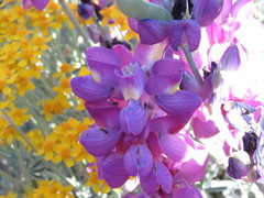 Lupinus excubitus austromontanus