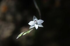 Thelymitra purpureofusca
