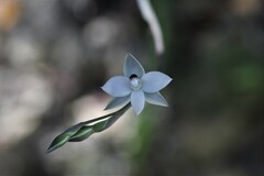 Thelymitra purpureofusca