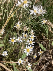Rhodanthe corymbiflora