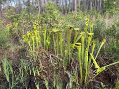 Sarracenia flava